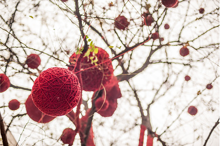 Tree decorated with red balls, the, a Holiday Photo by Elizaveta Galitskaya