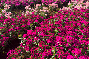 The Sweet William Dianthus Barbatus Flowers