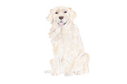Golden Retriever Dog Clipart, an Illustration by Foxery Digital (Thumbnail 2 of 2)