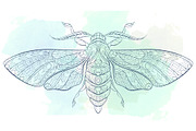 Ethnic Collection: Moth, an Animal Illustration by ArtoJoy (Thumbnail 4 of 4)