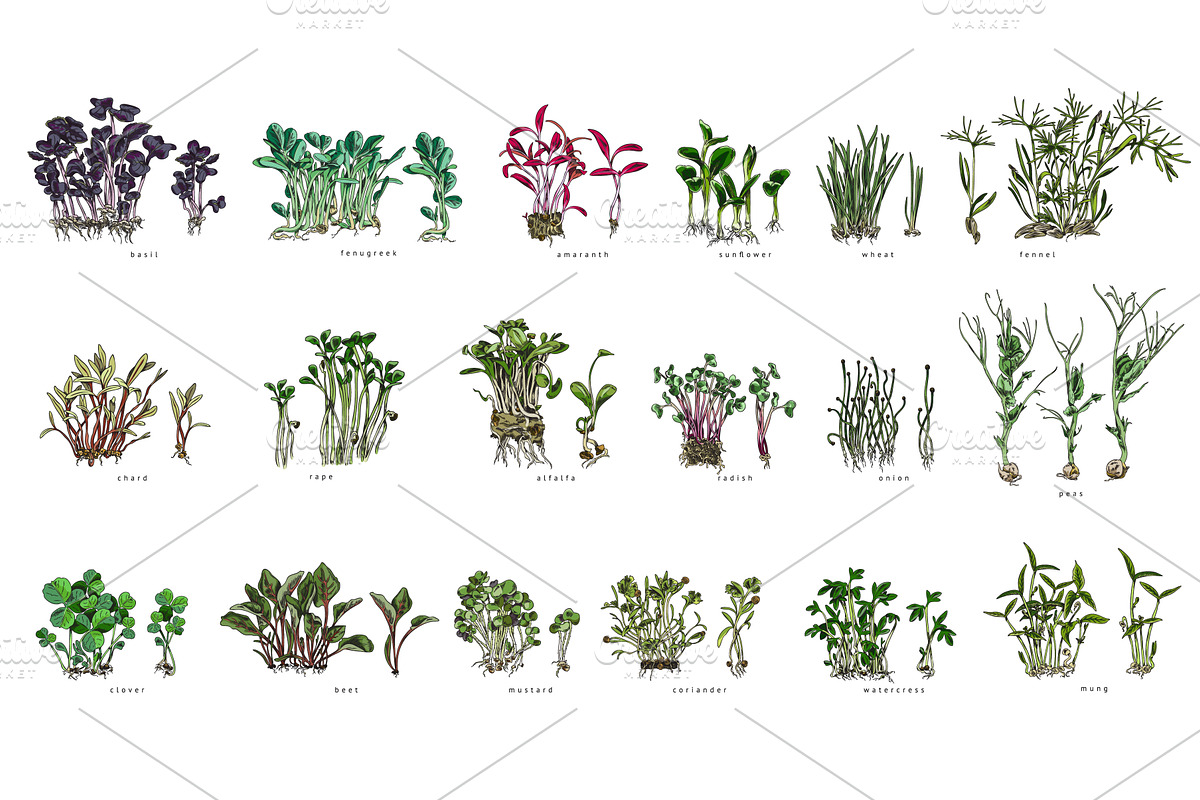 A set of different microgreens with, an Object Illustration by Sabelskaya