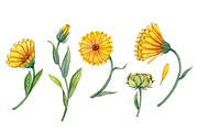 Calendula flowers, a Healthcare Illustration by Watercolor life (Thumbnail 2 of 2)