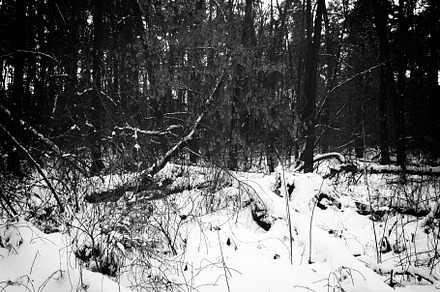 Winter forest landscape., a Nature Photo by Vladimir Kazimirov