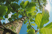 98 Trees view from below, a Nature Photo by Handmadefont (Thumbnail 41 of 98)