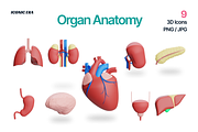 Organ Anatomy 3D Clay Medical Icons, an Object 3D Model by Iconic Era (Thumbnail 1 of 4)