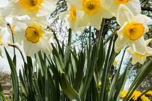 spring - daffodil - dandelion