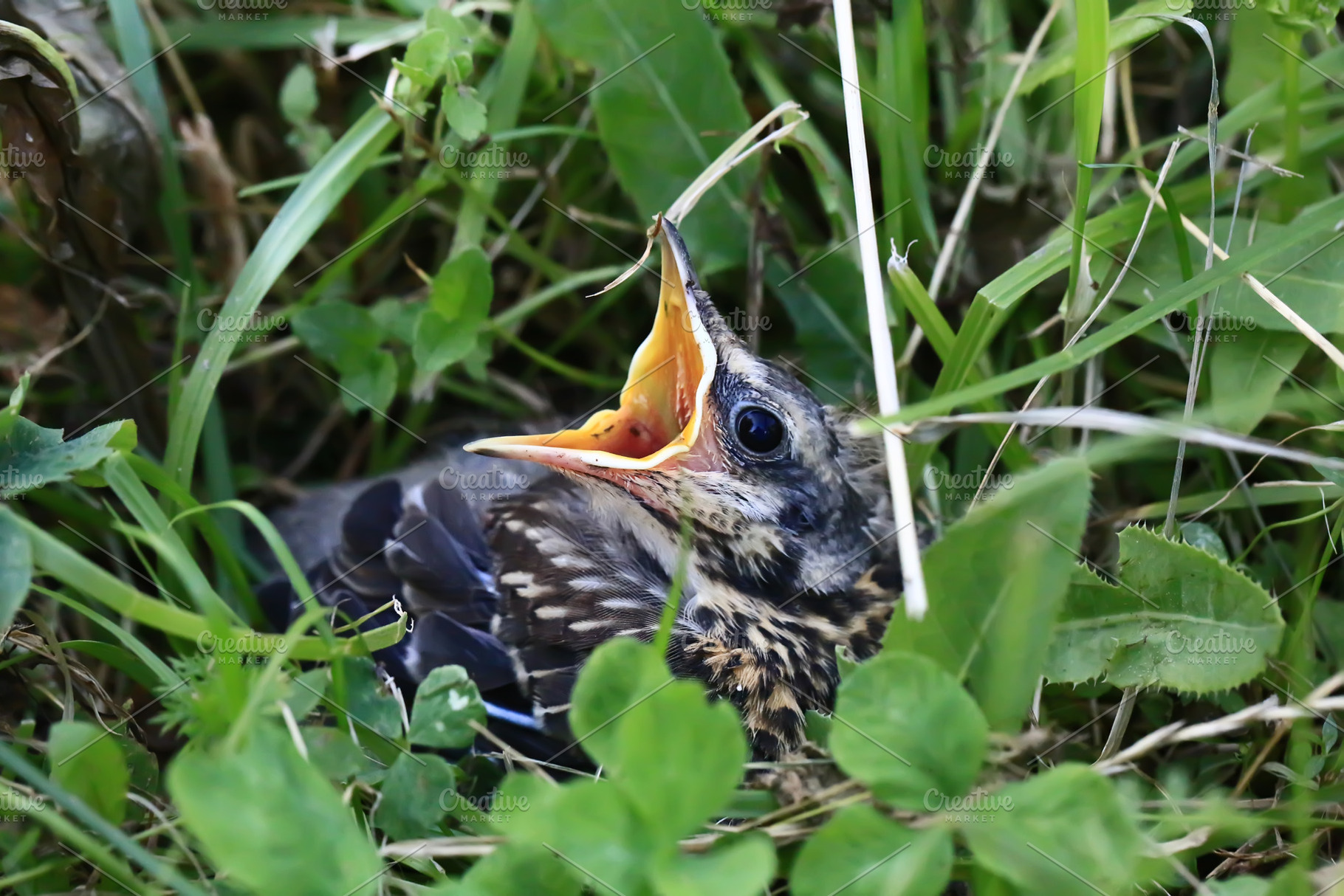 Nestling bird in the grass. Yellow-beaked nestling starling sits in the grass a, an Animal Photo by sabyna75