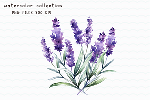 Lavender Purple Flower Watercolor