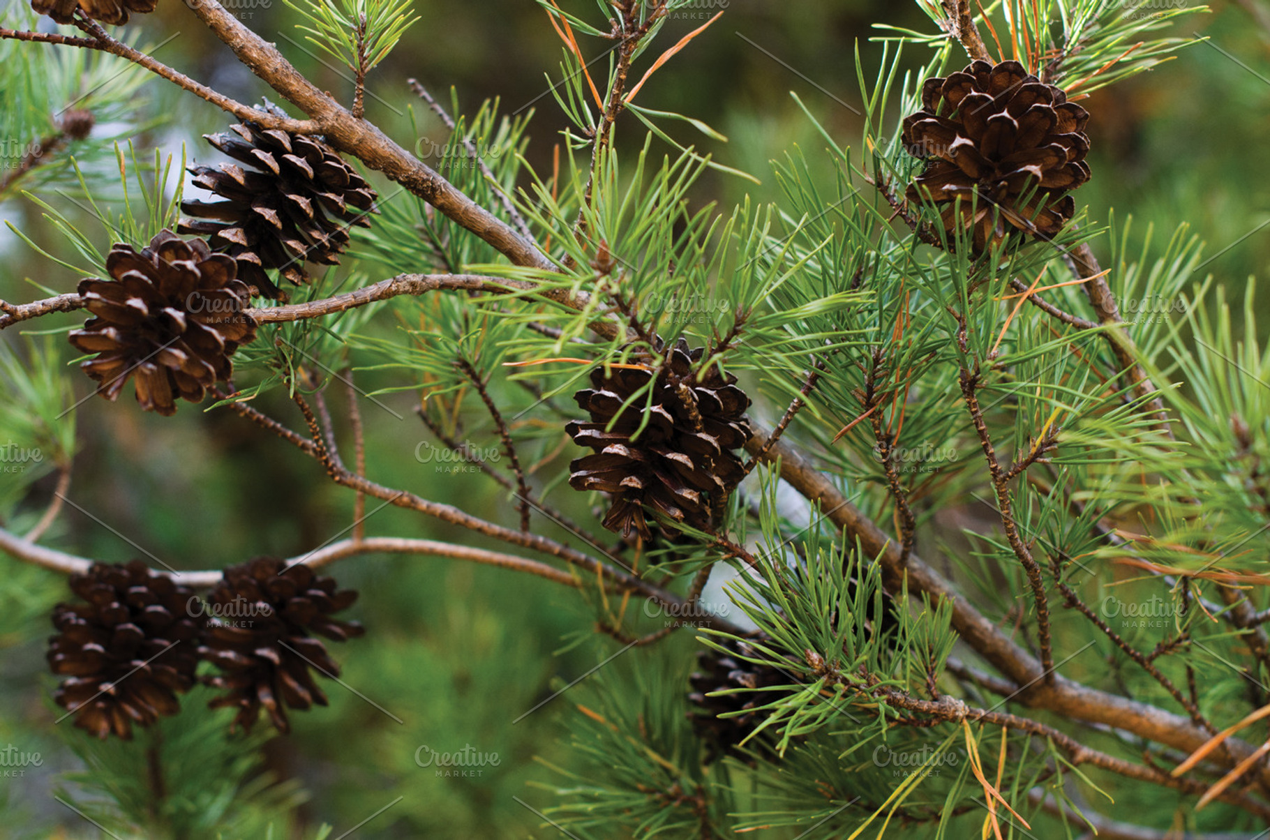 Pine branches containing pine tree, pine, and pine cone, a Nature Photo by satakieli