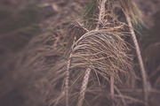 Faded Autumn Forest 31 Photo Pack preview 4