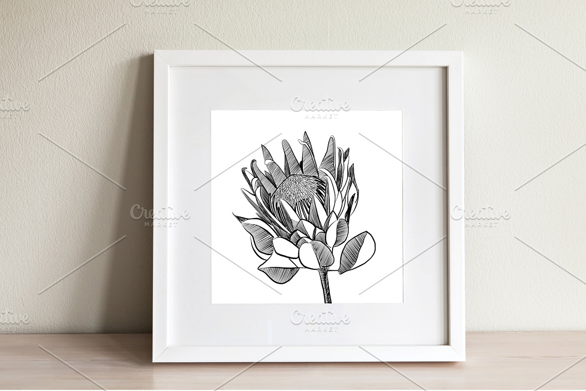Protea Illustration Vector, an Illustration by Pretty Please Lara (Photo 3 of 6)