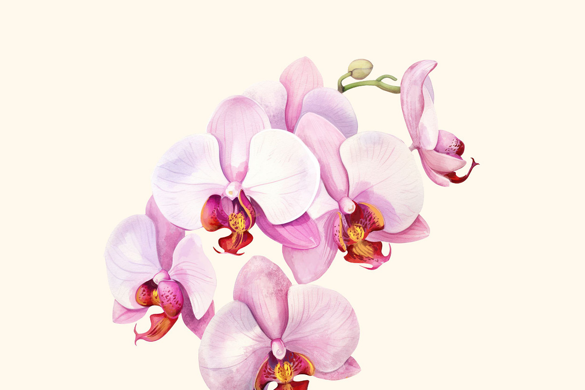 Orchids flower pattern and elements, a Decorative Illustration by irina.vaneeva (Photo 3 of 6)