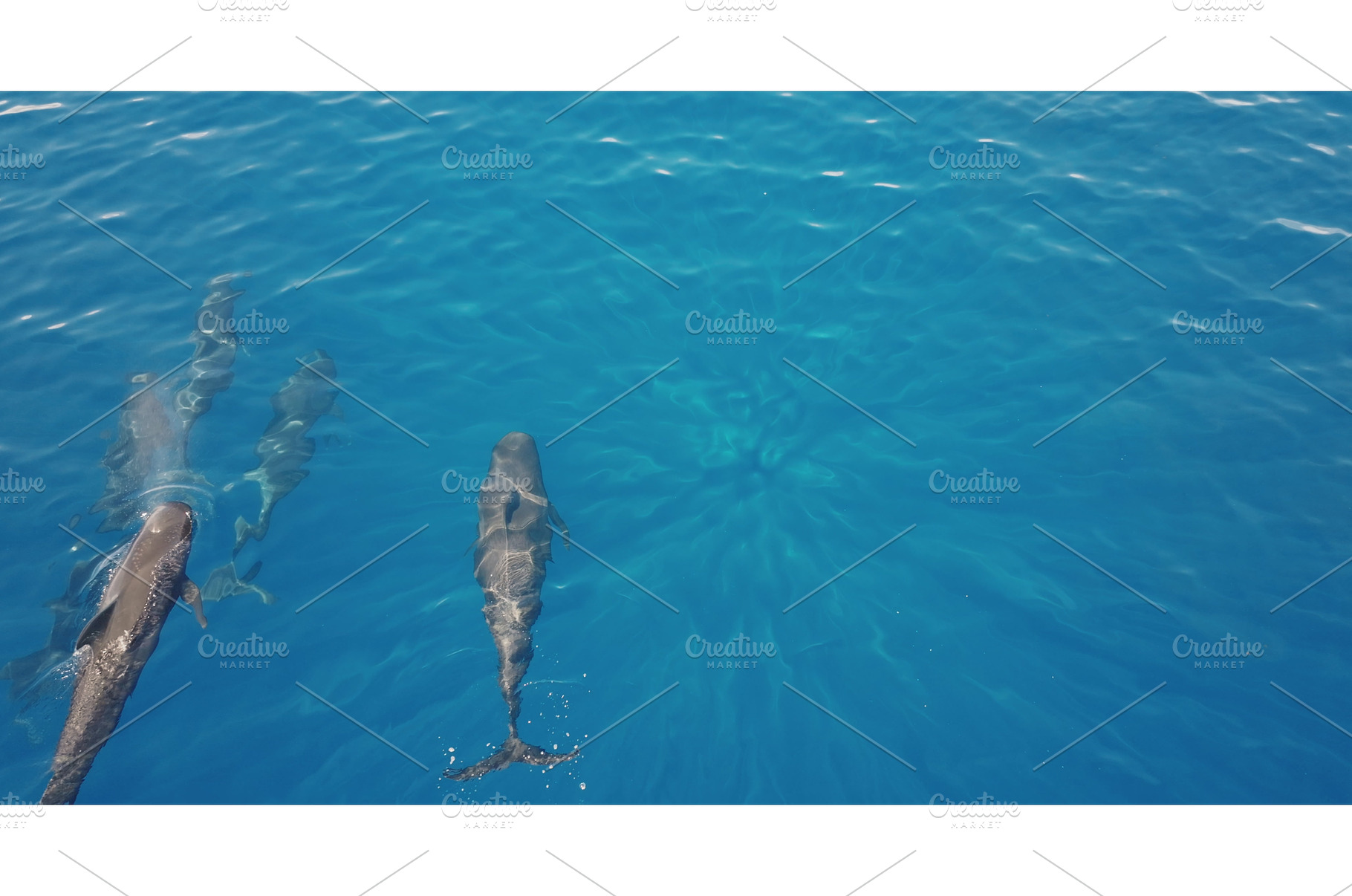 Dolphins whales swimming in crystal, an Animal Photo by Goinyk
