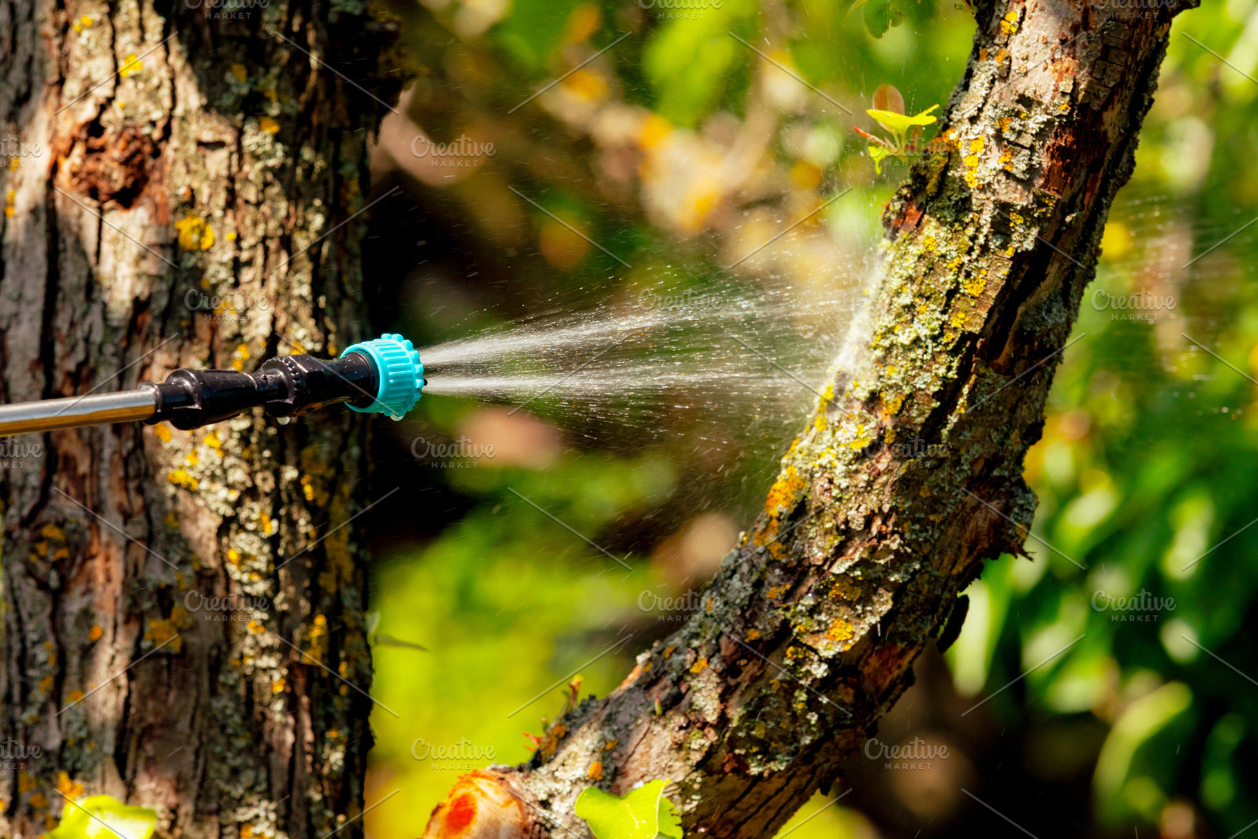 Close-up of a tree being sprayed with water outdoors. Fresh green foliage and s, a Nature Photo by Ales Munt