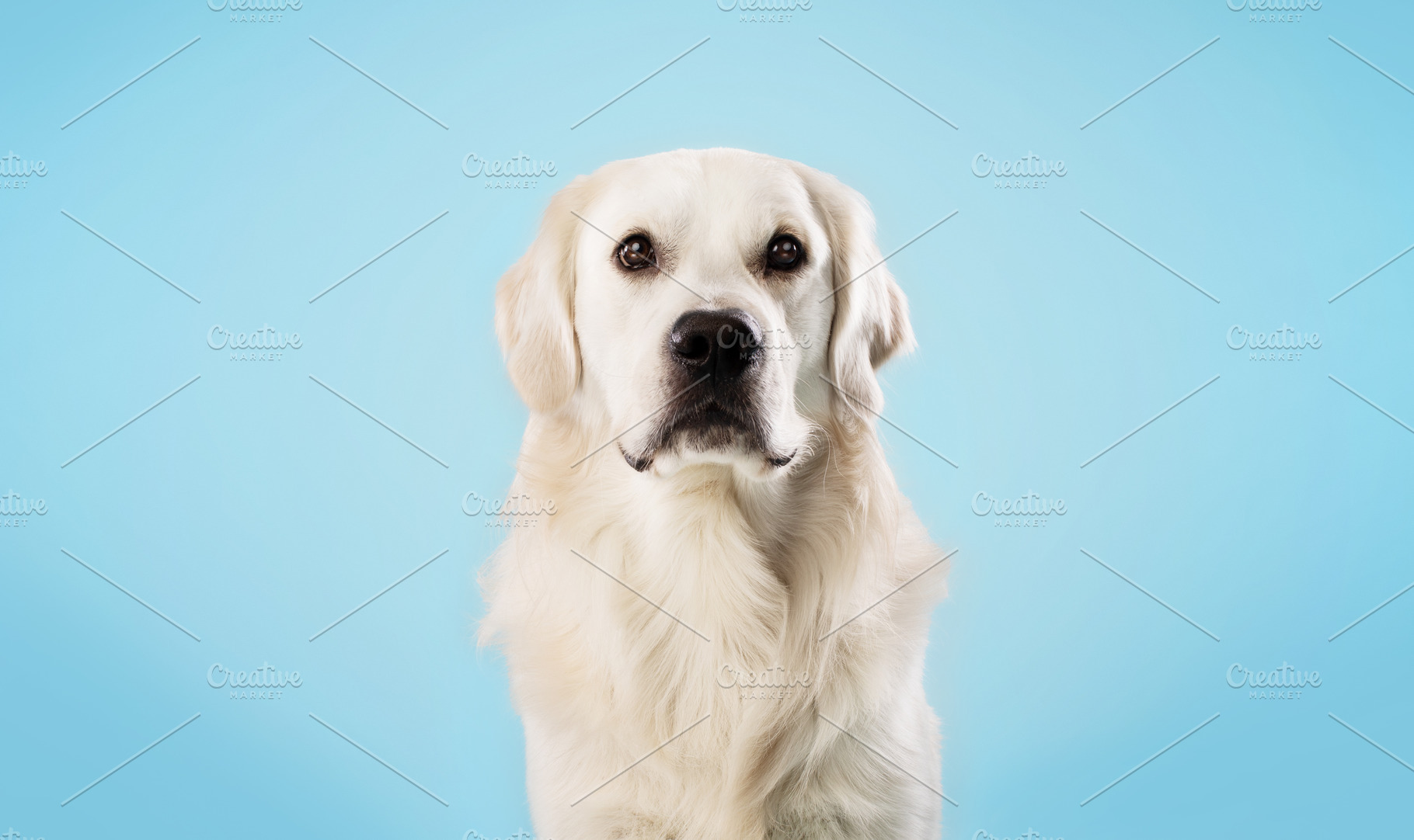 Portrait of healthy labrador dog looking at camera isolated over blue studio ba, a Photo by Prostock-Studio