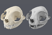 Cat Skull Base Mesh, an Animal 3D Model by VK Studio (Thumbnail 2 of 8)
