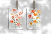 Watercolor Ranunculus Clipart Set, a Decorative Illustration by Patishop Art (Thumbnail 10 of 10)