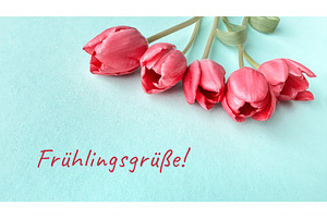 Pink tulips on a light blue, a Photo by tilialucida