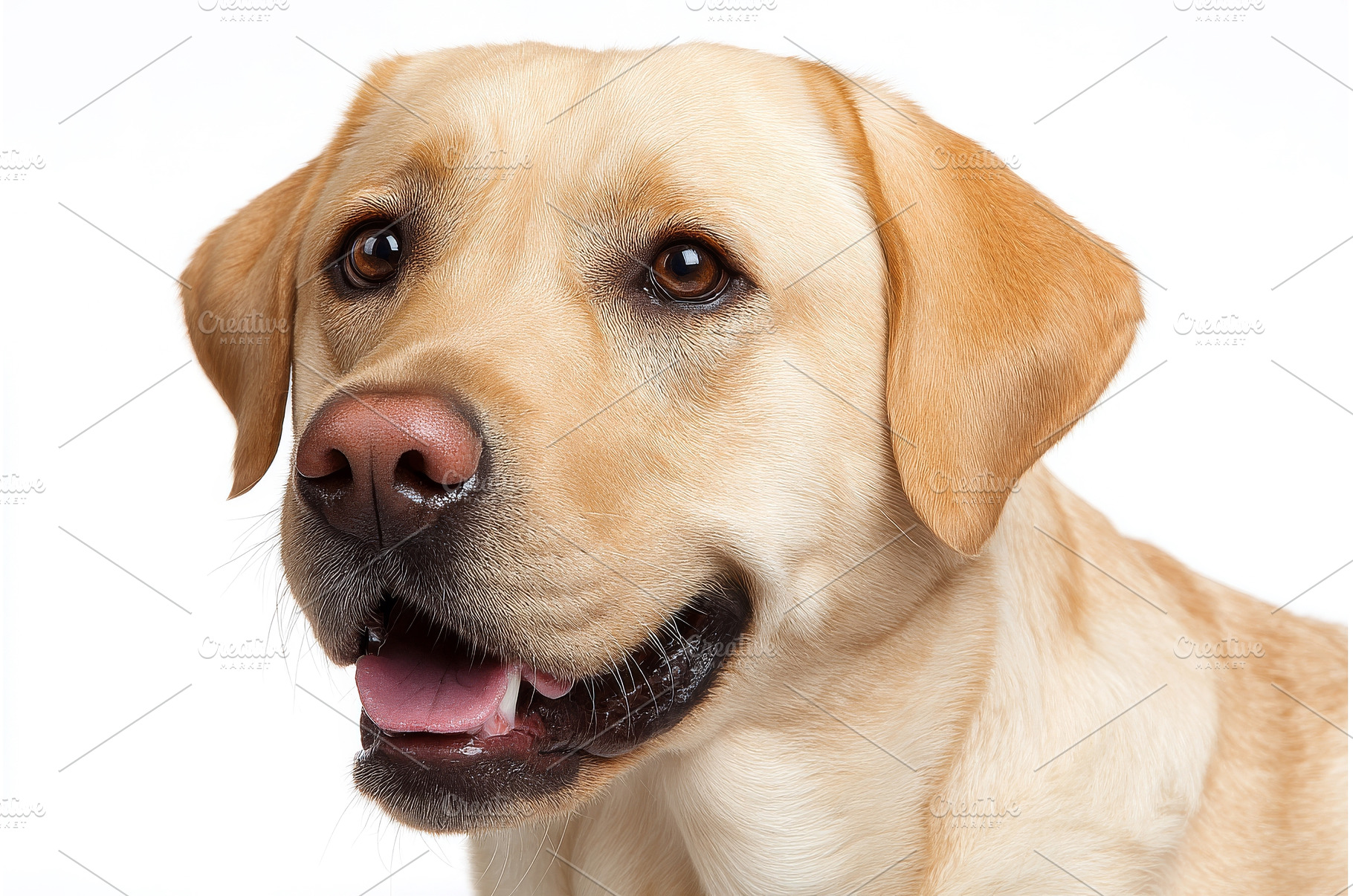 A blond labrador retriever dog with, an Animal Photo by ZinetroN