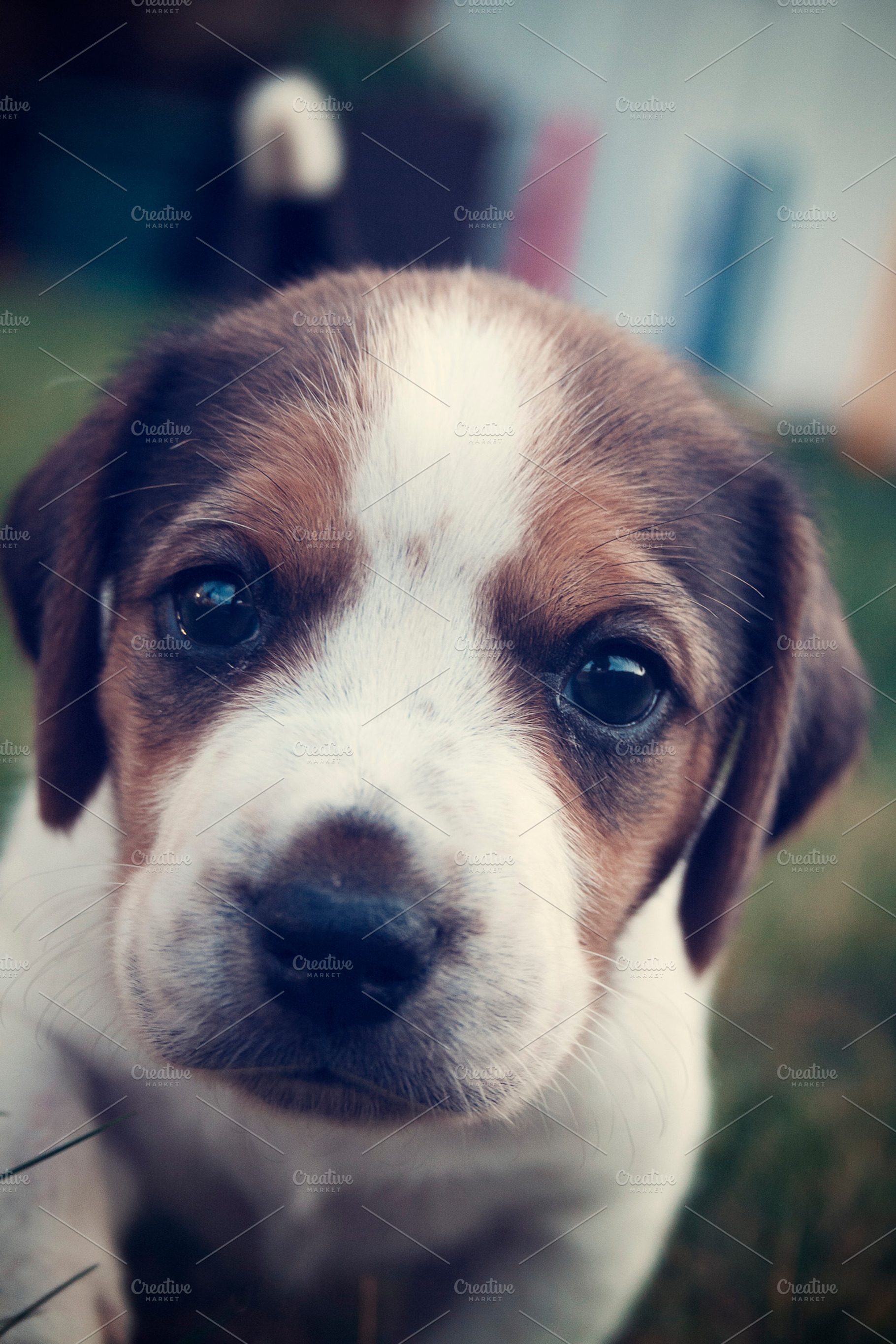 Beagle Puppy Closeup