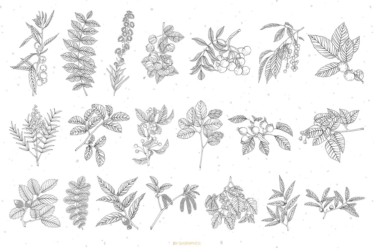 Branches, Leaves and Berries Vol. 2, a Seasonal Illustration by GVGraphics (Photo 9 of 12)