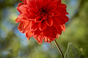 Colorful Garden Flower Photo Bundle, a Nature Photo by Silent Nature (Thumbnail 3 of 6)