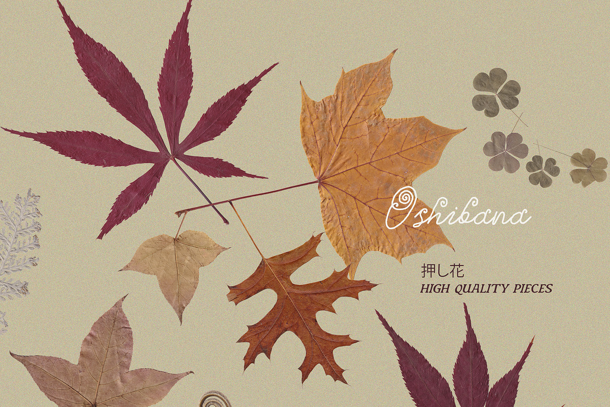 Oshibana Dried & Pressed Fall Leaves, an Object Graphic by Lana Elanor (Photo 16 of 17)