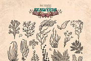 Enchanted Sea Bundle Fantasy Marine, an Animal Illustration by Ink Stories (Thumbnail 14 of 54)