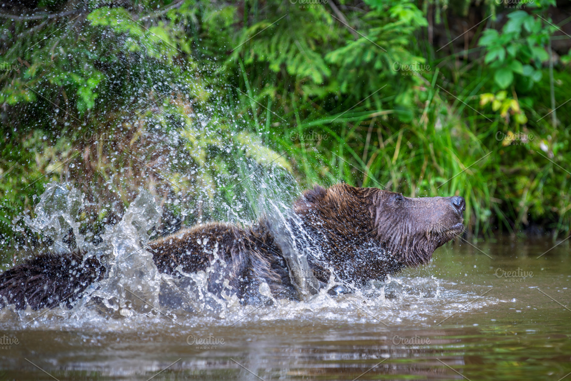 Brown bear shaking off water after swimming in a river, droplets, an Animal Photo by Byrdyak