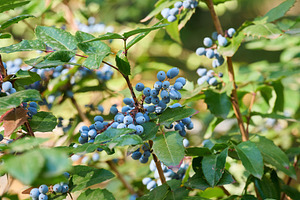 A Mahonia aquifolium bush with clusters of blue berries and dark, a Nature Photo by ndanko