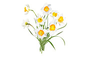 Daffodils Bouquets., an Object Graphic by Peolla (Thumbnail 9 of 9)