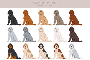 Standard Poodle Clipart