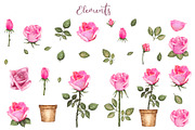 Watercolor Pink Roses, a Decorative Illustration by Color_Brush (Thumbnail 2 of 9)