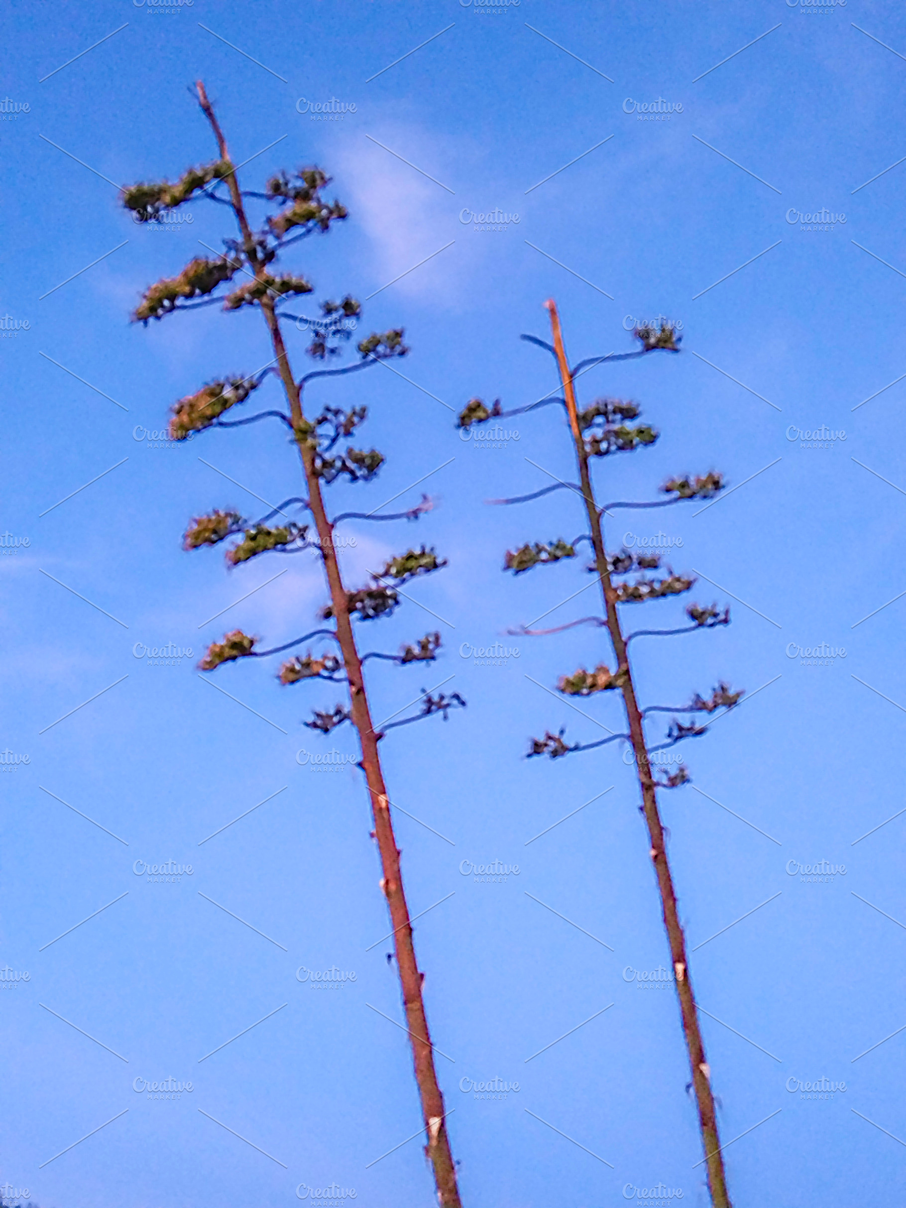 Agave stalks under clear sky, a Nature Photo by DanFLCreativo