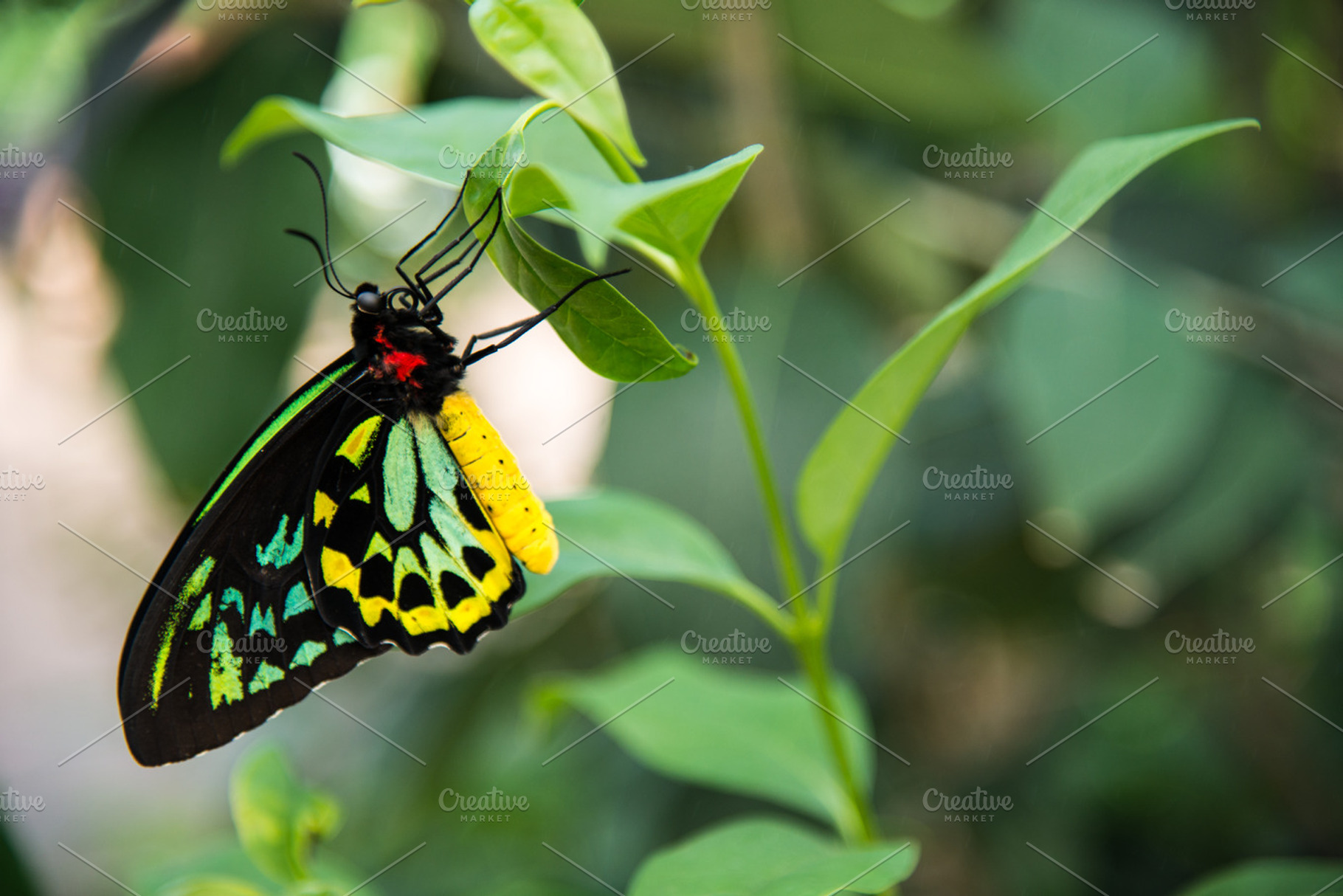 Black and Yellow Butterfly