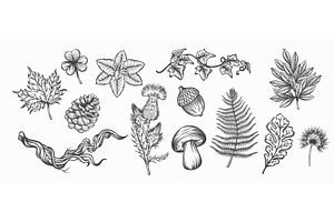 Botanical Plants Engraved Set, an Illustration by VictoriaSergeeva