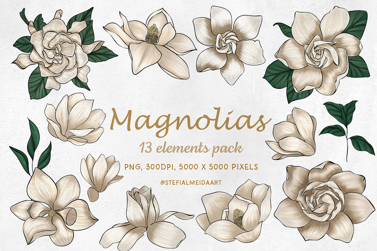 13 Magnolia PNG Clipart – Gouache, a Decorative Illustration by Ink by Stefi (Photo 1 of 4)