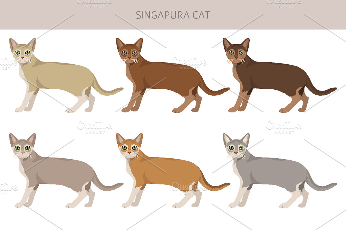 Singapura cat, an Animal Illustration by pet design shop (Photo 2 of 6)