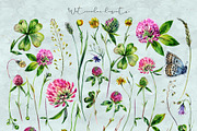 SUMMER CLOVER Watercolor Wildflowers, an Illustration by Inna Sinano (Thumbnail 6 of 17)