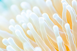 Anemone patterns in soft focus showc, a Photo by Dvoevnore photos