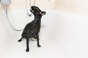 Cat taking shower, an Animal Photo by Vapi