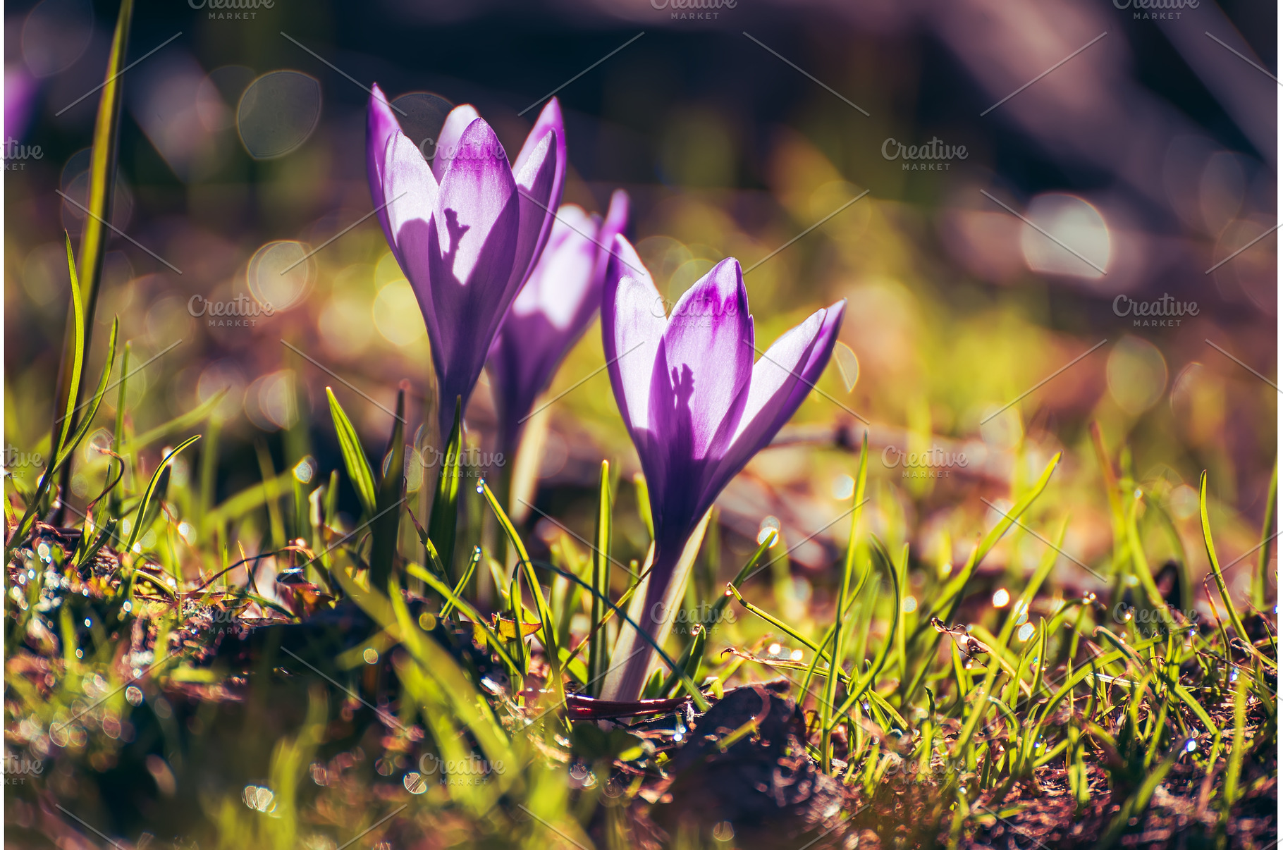 Spring crocus flowers in the green, a Nature Photo by Nature and travel