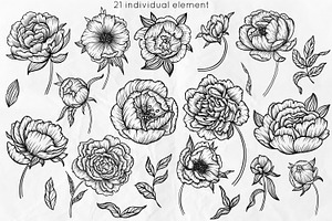 Peonies Line Art Collection