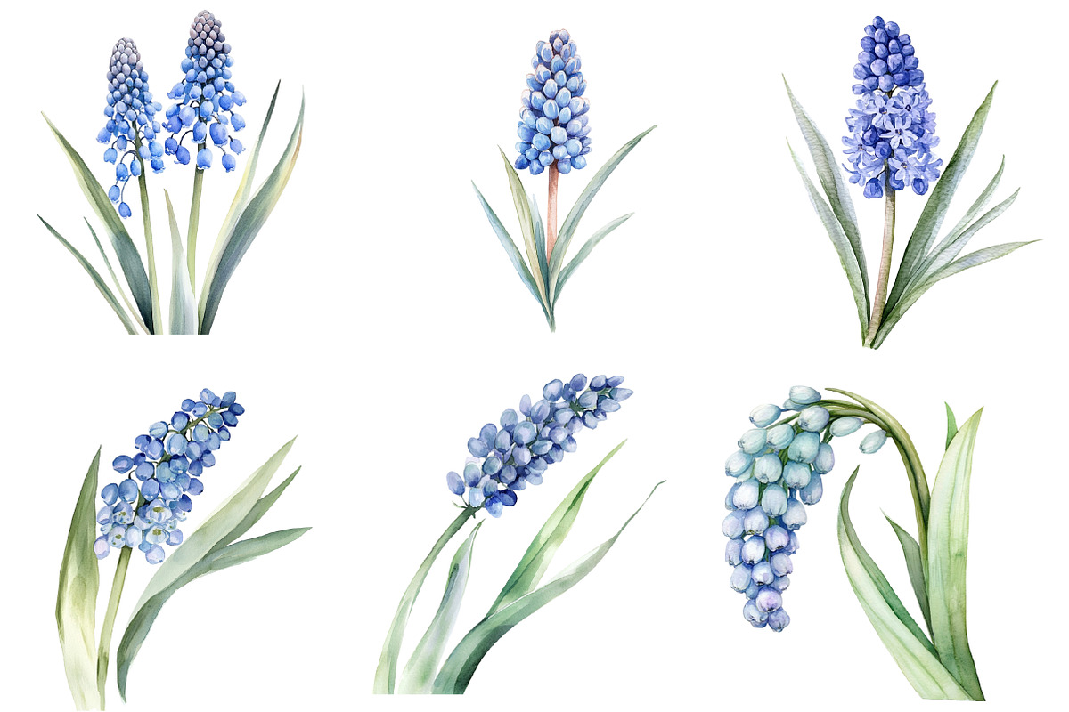 Watercolor Muscari Clip Art, an Illustration by SinaCreation (Photo 3 of 5)