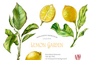 Lemon Garden Watercolor Fruits Set, a Food Illustration by Akvarelldesign (Thumbnail 2 of 4)