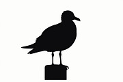 Bird Silhouette design bundle, an Illustration by BIPLOB EXPERT (Thumbnail 11 of 13)