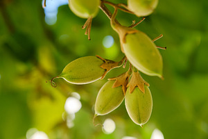 Macro shot of green Paulownia seed pods on a branch. Close-up of exotic green f, a Nature Photo by Rohan Photography