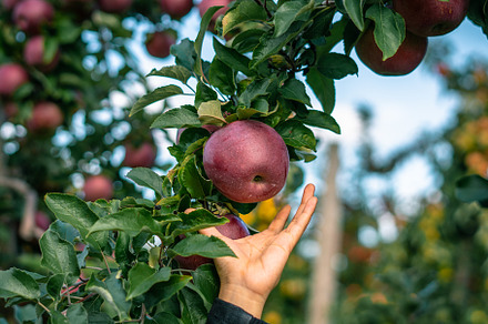 Reaching for an Apple