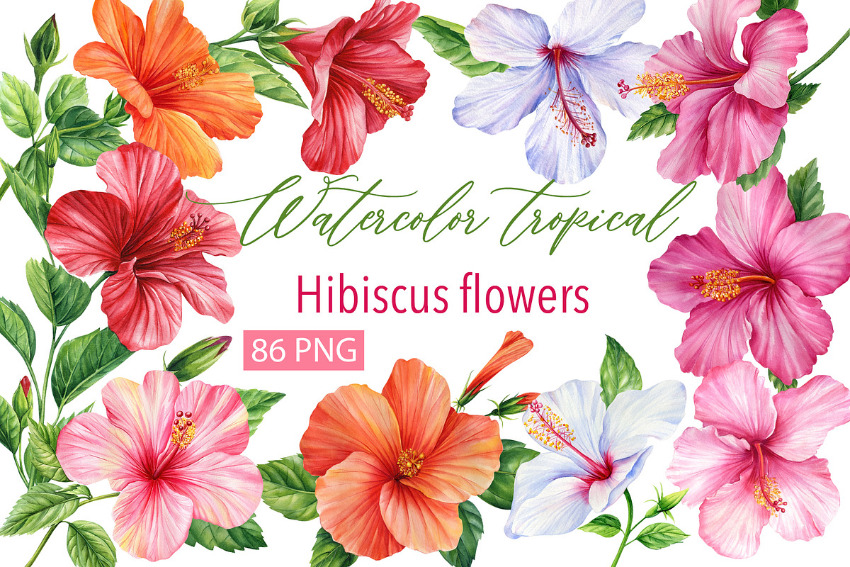 Watercolor tropical hibiscus flowers, an Object Illustration by Hanna Hryharenka (Photo 1 of 18)