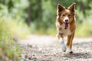 Happy brown Border Collie dog run, an Animal Photo by MistyDay